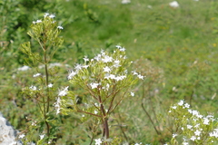 Valeriana montana