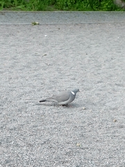 Columba palumbus