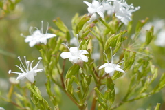 Valeriana montana