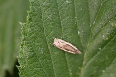 Ancylis apicella