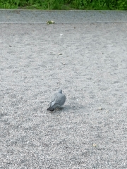Columba palumbus
