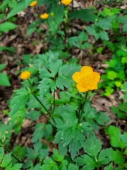 Ranunculus repens