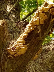 Trametes versicolor image