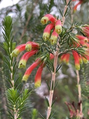 Erica unicolor