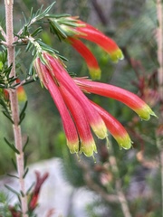 Erica unicolor