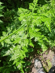 Anthriscus sylvestris