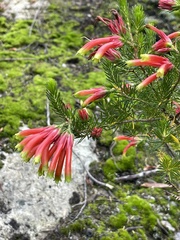 Erica unicolor