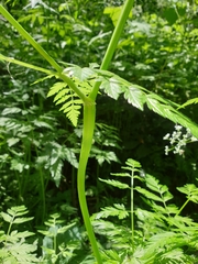 Anthriscus sylvestris