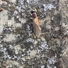 Camponotus novaeboracensis