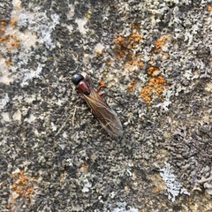 Camponotus novaeboracensis