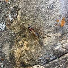 Camponotus novaeboracensis