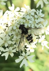 Leucozona laternaria
