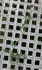 Trifolium variegatum