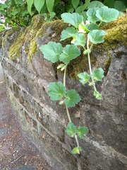 Asarina procumbens