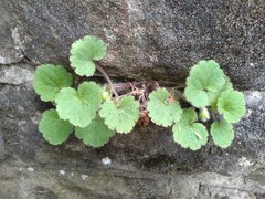 Asarina procumbens