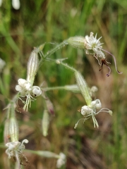 Silene viscosa