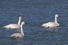 Cygnus columbianus columbianus