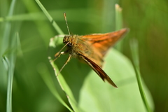 Ochlodes sylvanus