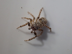 Attulus distinguendus