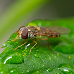 Episyrphus balteatus