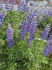 Lupinus nootkatensis