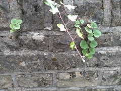 Asarina procumbens
