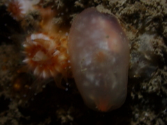 Ascidia virginea