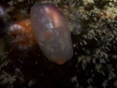 Ascidia virginea