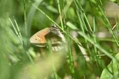 Coenonympha tullia