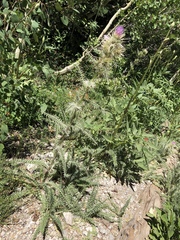 Cirsium eatonii clokeyi