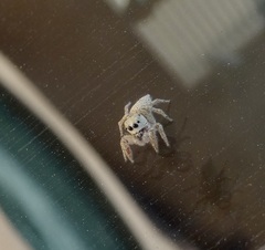 Habronattus hirsutus