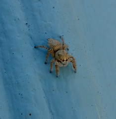Habronattus hirsutus