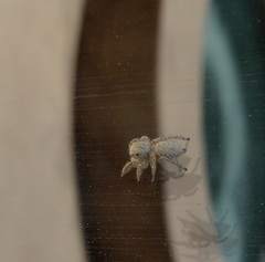 Habronattus hirsutus