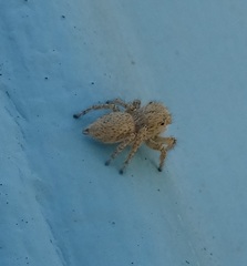 Habronattus hirsutus