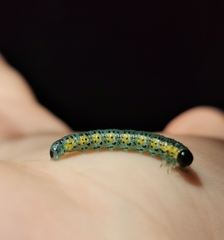 Euura melanocephalus