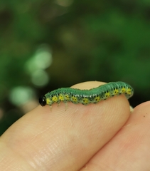 Euura melanocephalus