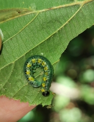 Euura melanocephalus