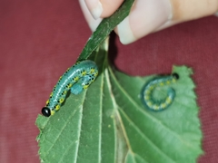 Euura melanocephalus