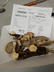 Microporellus obovatus