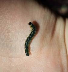 Euura melanocephalus