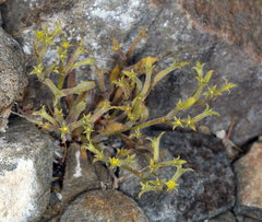 Chorizanthe watsonii