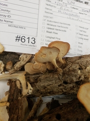 Microporellus obovatus