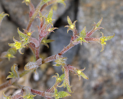 Chorizanthe watsonii