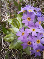 Primula laurentiana