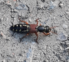 Staphylinus caesareus