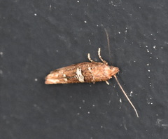 Acrolepiopsis