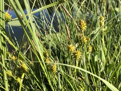 Carex flava