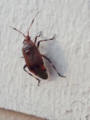 Deraeocoris olivaceus
