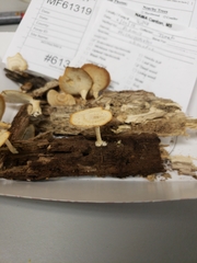 Microporellus obovatus