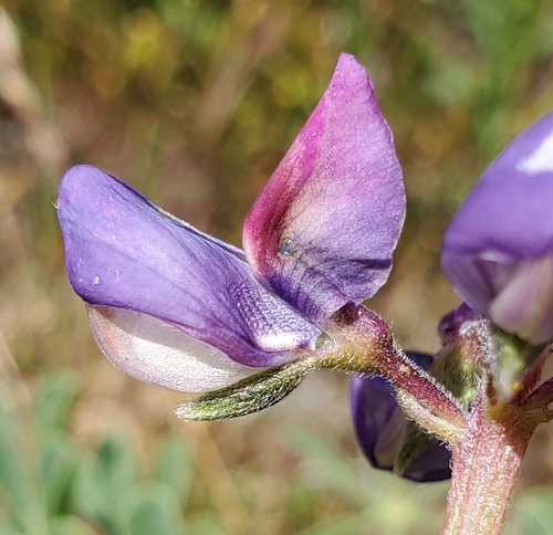 Rodeo Rose Arroyo Lupine